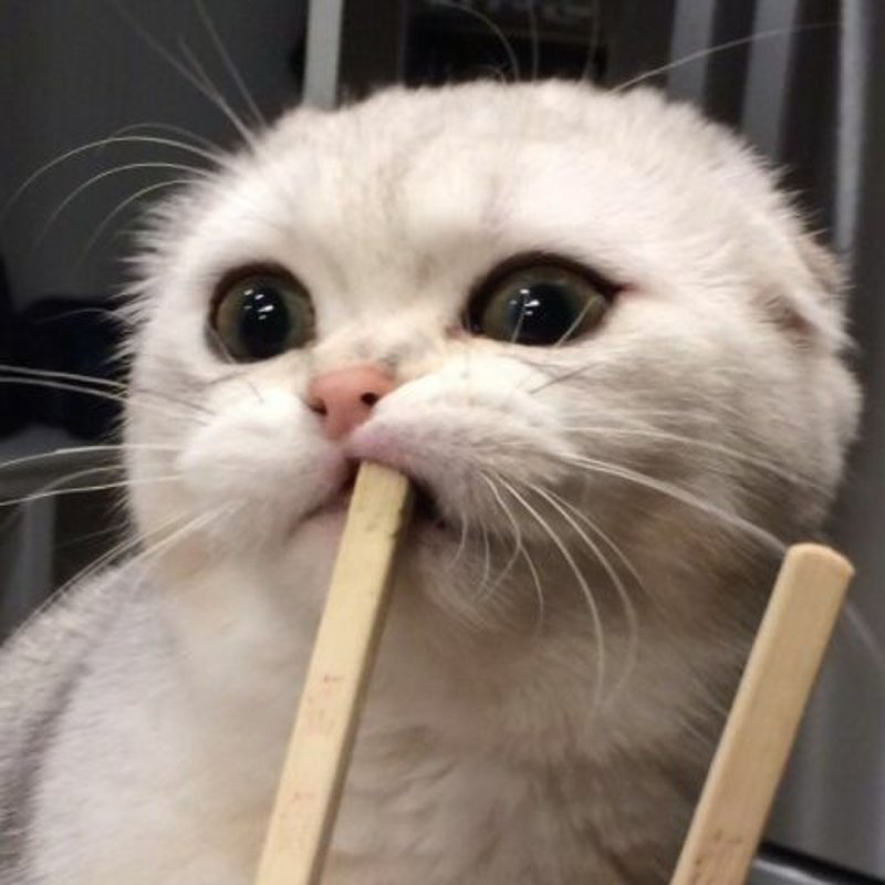 Кот с палкой