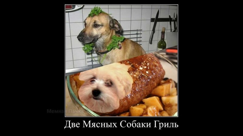 Две мясных собаки гриль специальный тухлый