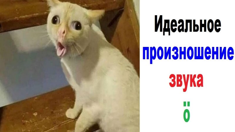 Мемы про котов