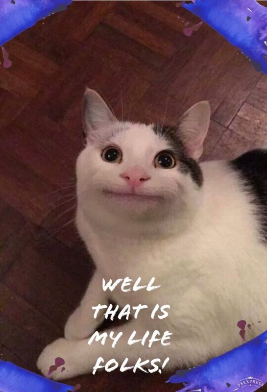 Коты мемы на аву