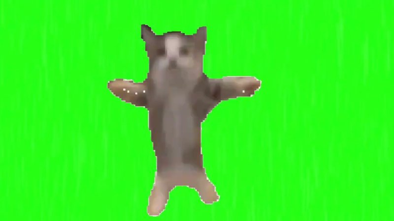 Футаж котика