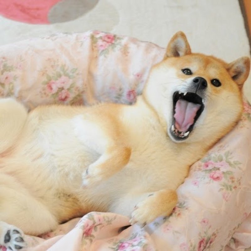 Кремовый сиба ину