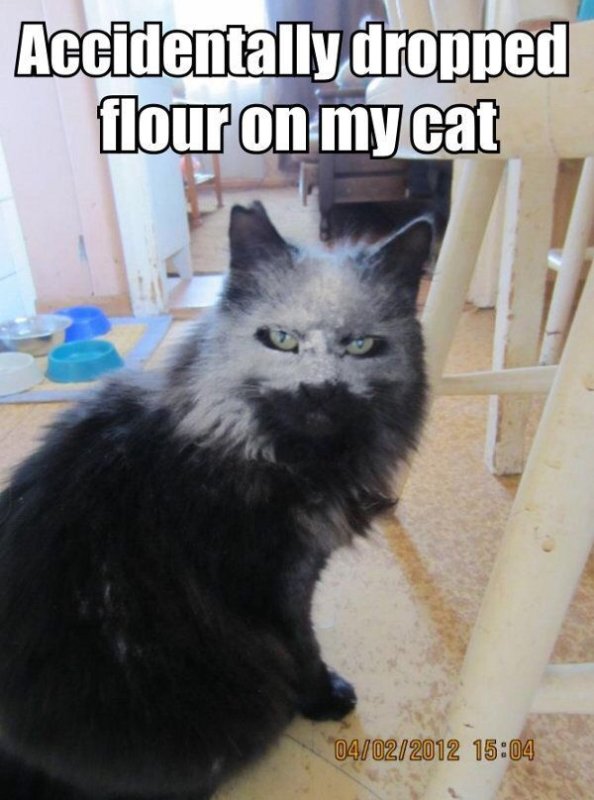 Кот в муке