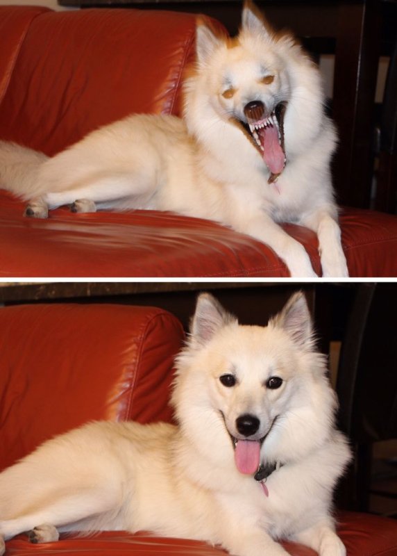 Собака зевает