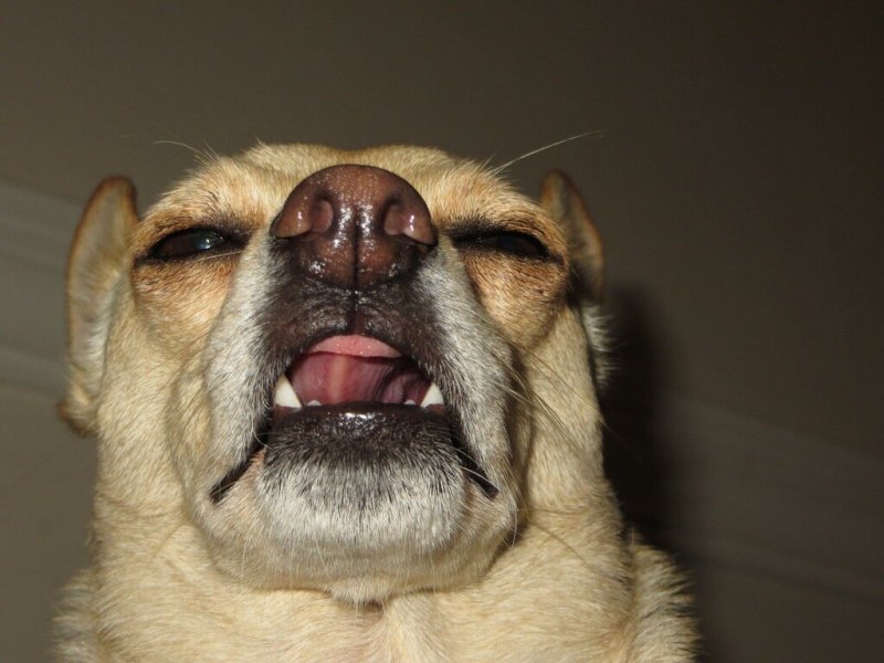 Чихающий пес