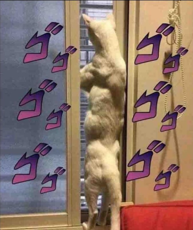 Накаченный кот