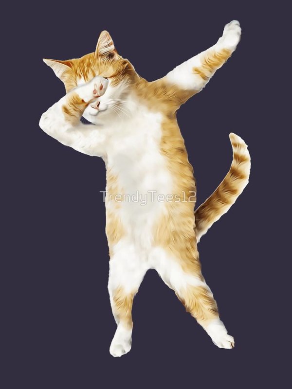 Кот с поднятыми руками