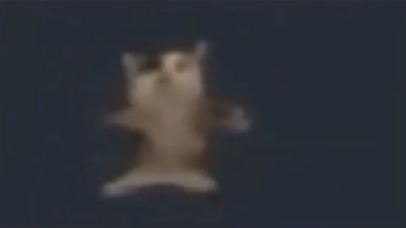 ШНИ шна шнапи кот