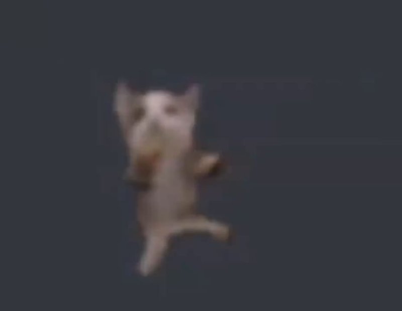 Ши ШНФ шнапи шнапи шнапи шнап