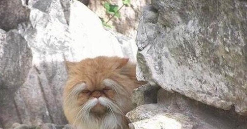 Мудрость с котиками