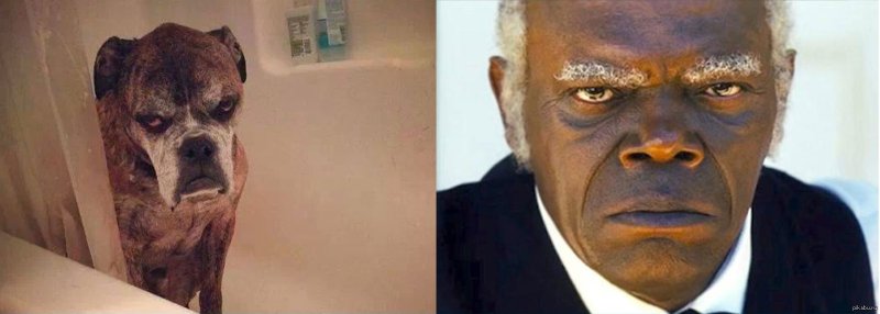 Сэмюэль Джексон собака