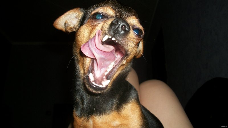Собака зевнула