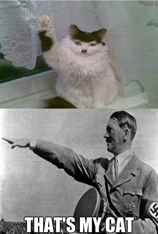 Адольф Гитлер кот зигует