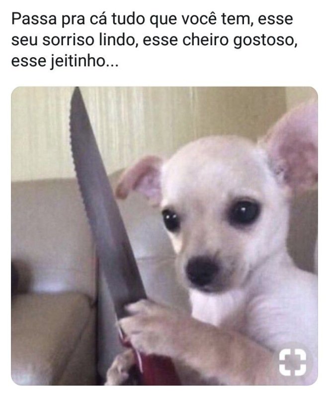 Чихуахуа с ножом