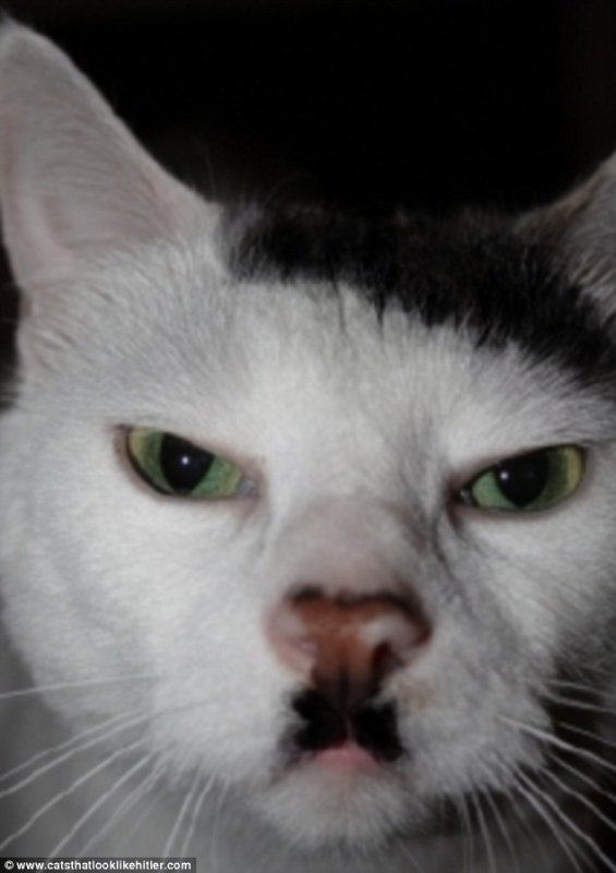 Adolf Hitler Cat