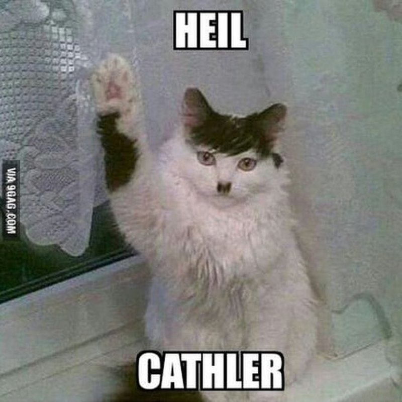 Мем чьи котята Мои утопить