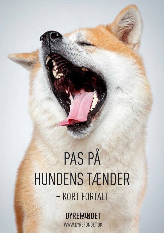 Зубы сиба ину