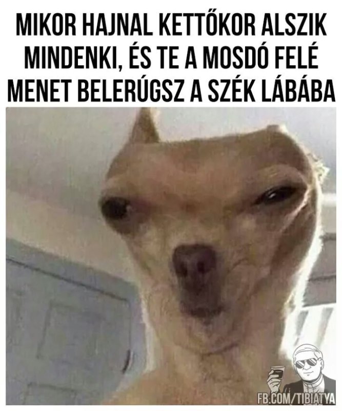 Чихуахуа Мем