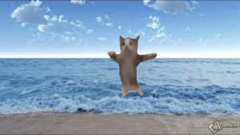 Котик на море