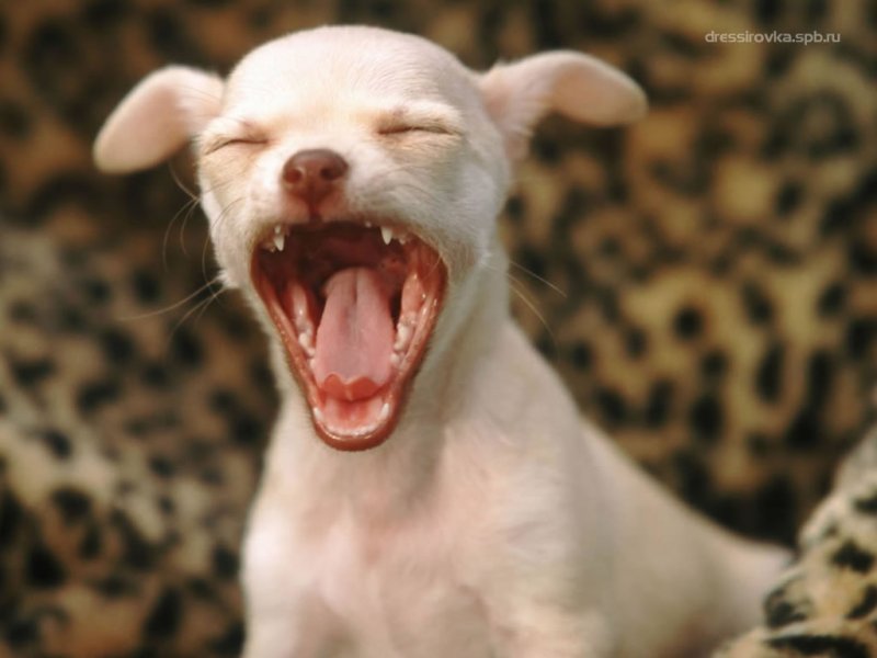 Собака смешно зевает