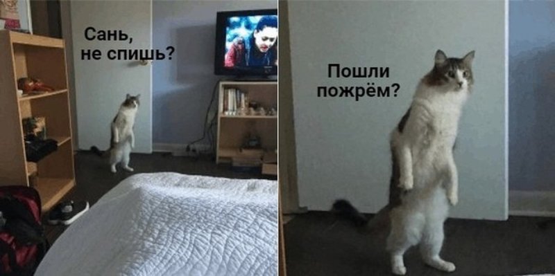 Котик пойдём пожрём