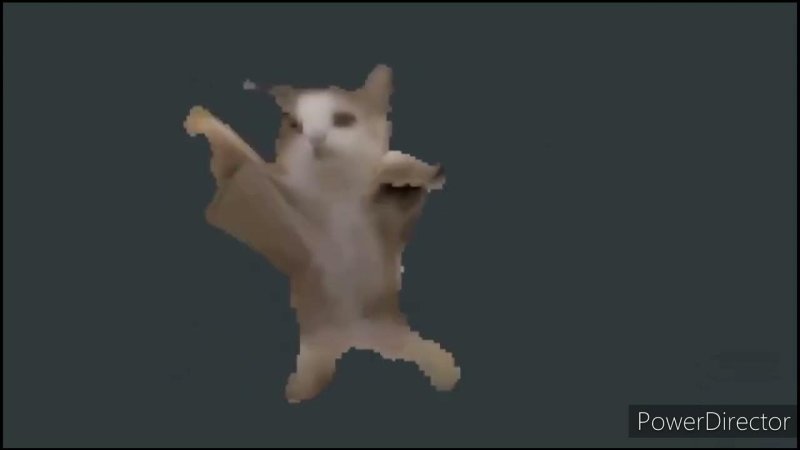 Котик флексит