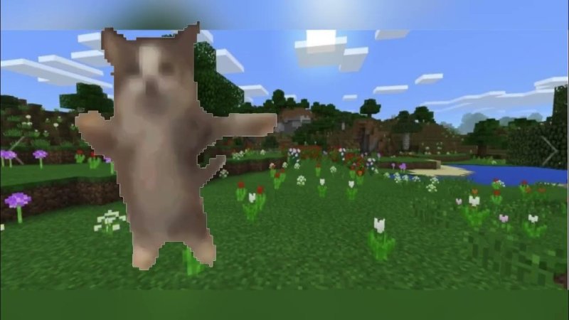 ШНИШНАШНАПИ кот