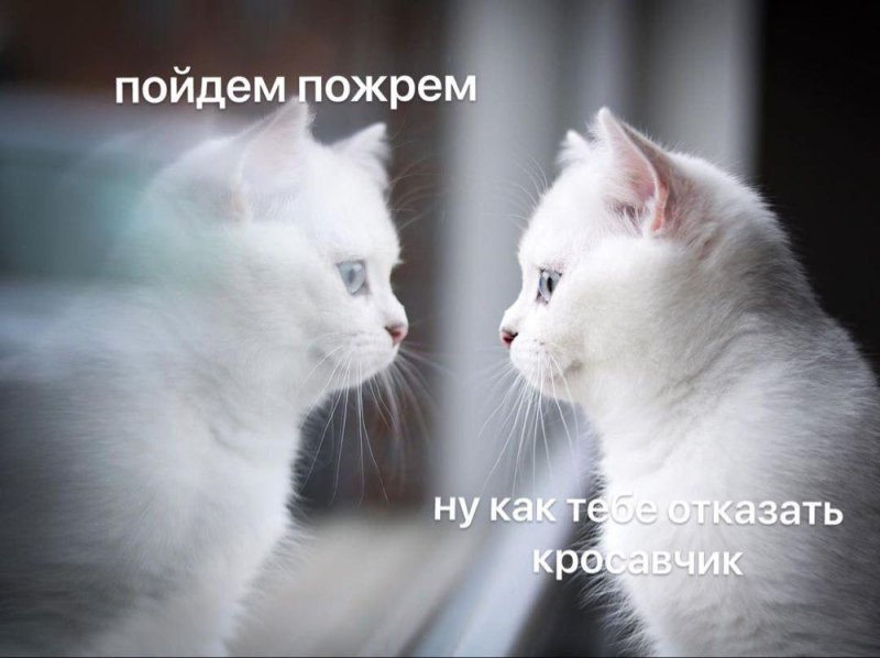Пошли пожрем кот Мем