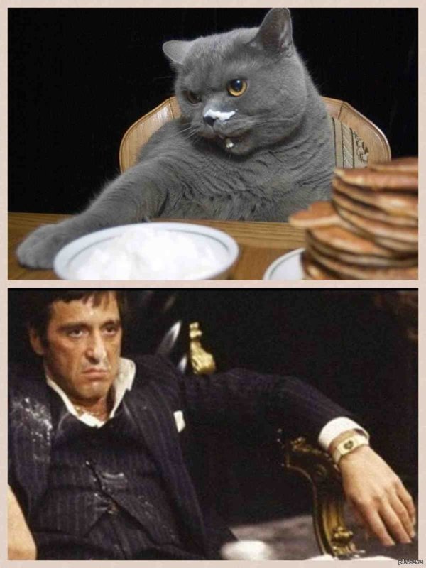 Котик и кокаин