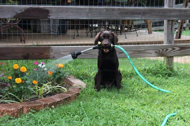 Собаки для сада и огорода