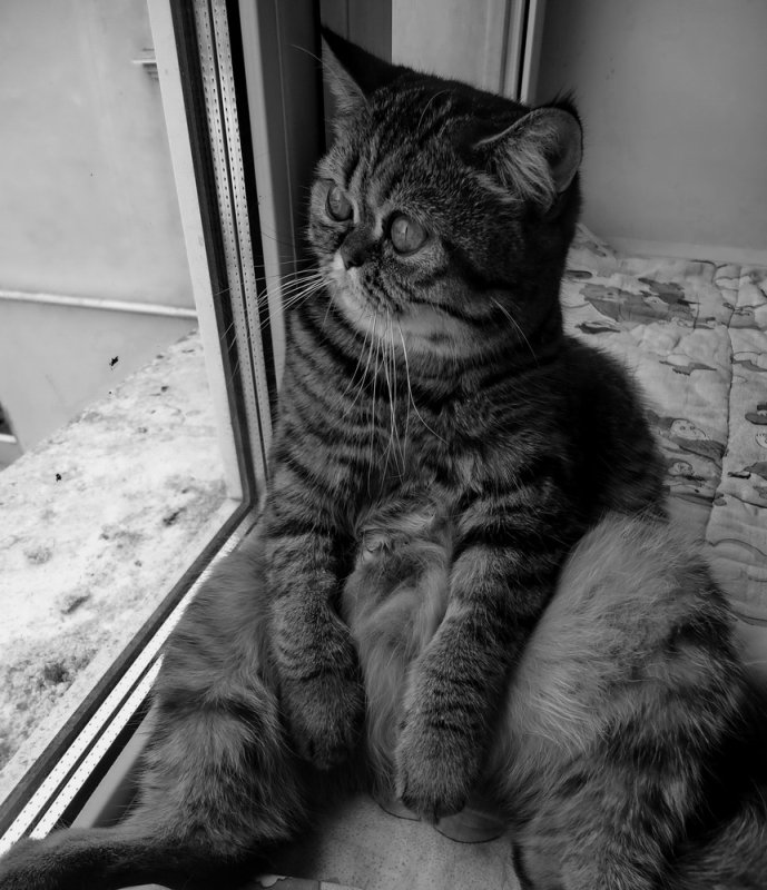 Грустный котик