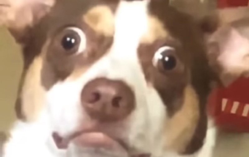 Жалкая собака