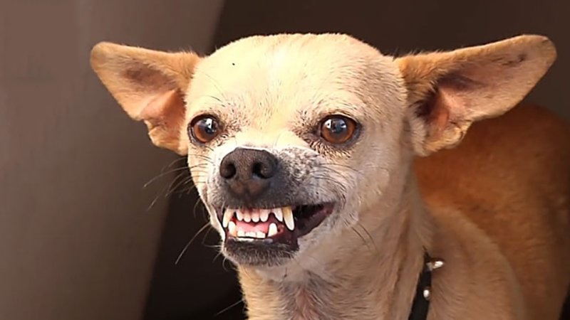 Чихуахуа Хуа злая