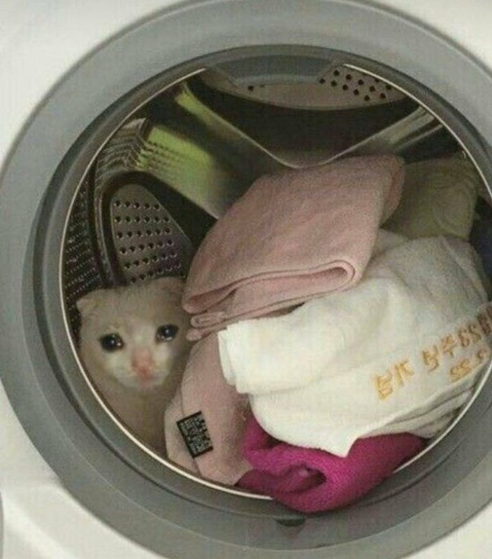 Котик на машинке