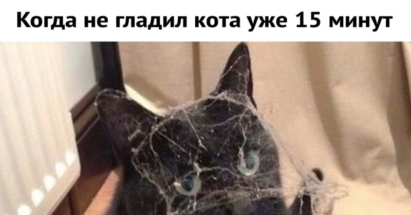 Кот в паутине