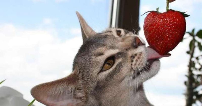 Кошка и клубника