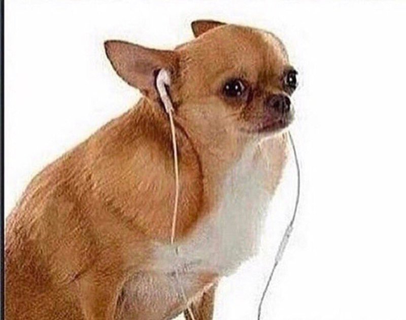 Чихуа с длинной шерстью