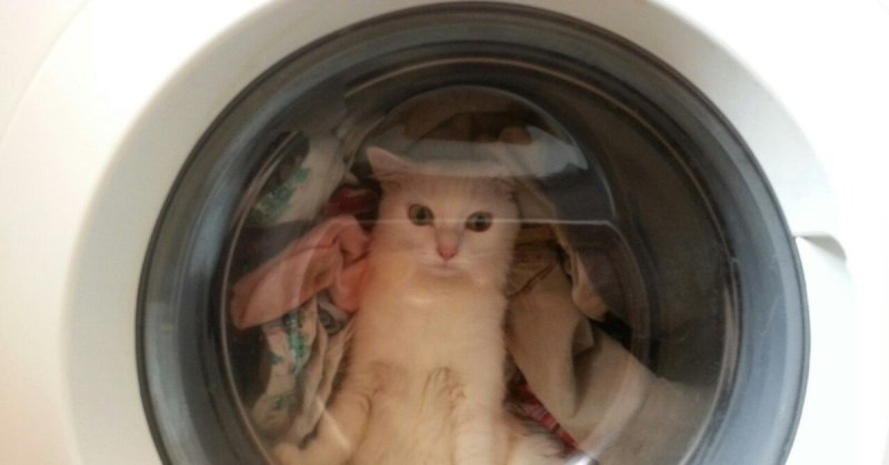 Кот залез в стиральную машину