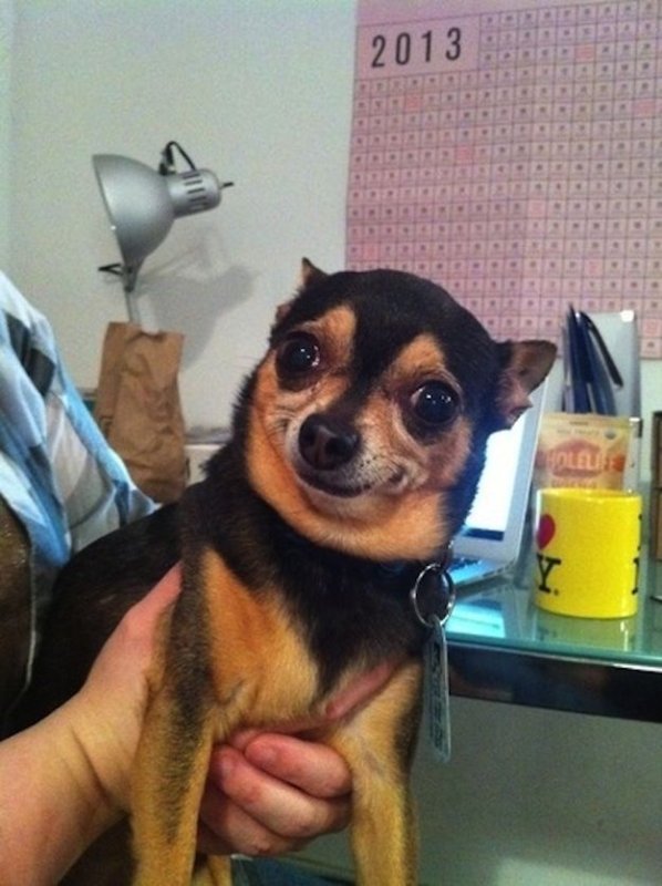 Смешные собачки