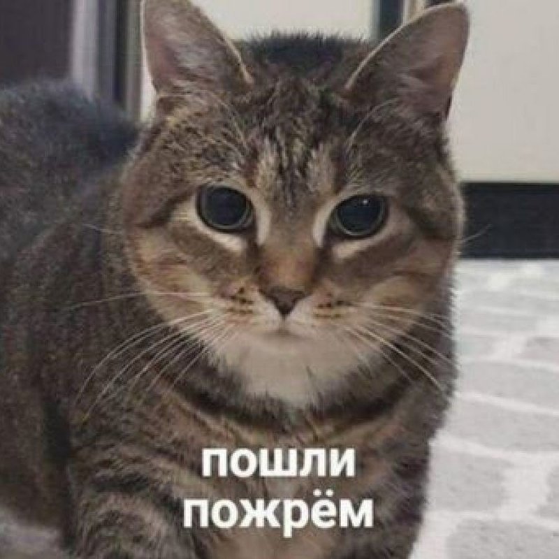Пошли пожрем кот