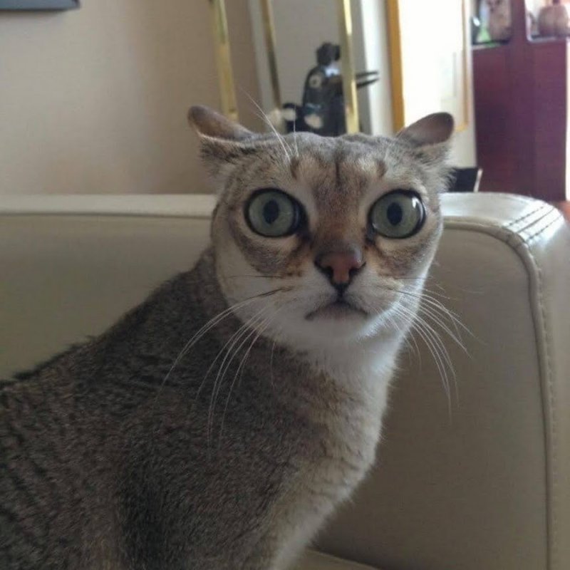 Смешной удивленный кот