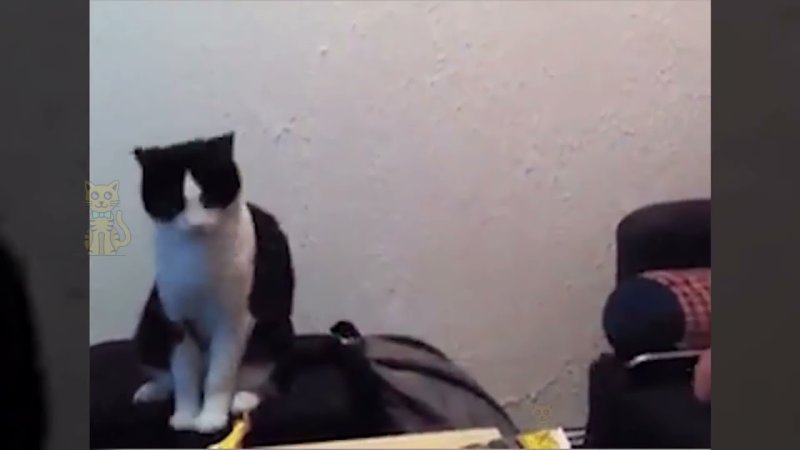 Гифки с котиками смешные