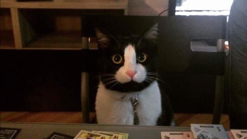 Кот с членом на морде