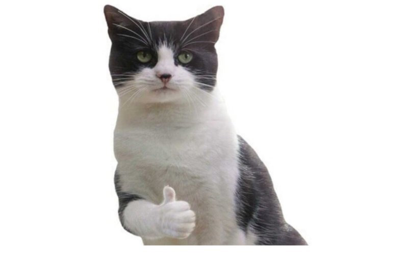 Смешные котики на белом фоне