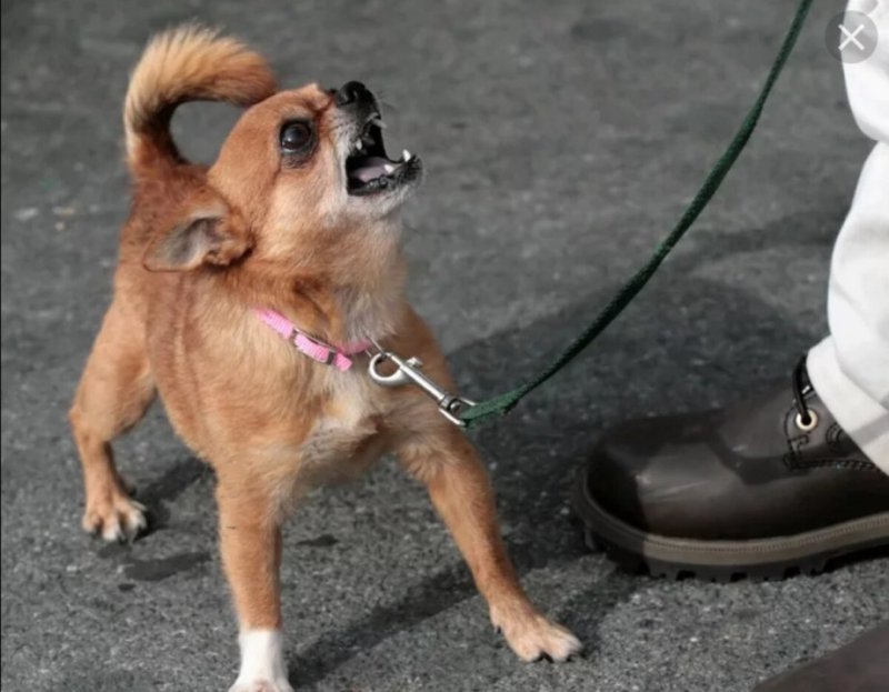 Мелкая собака гавкает