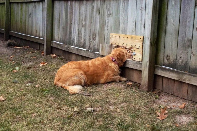 Собака во дворе