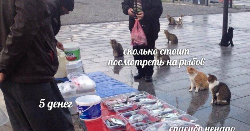 Мем с котами и рыбой красивое