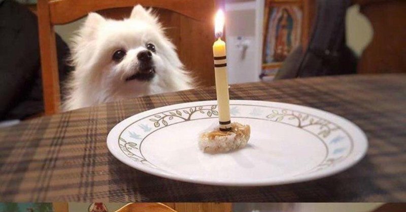 Собака со свечкой