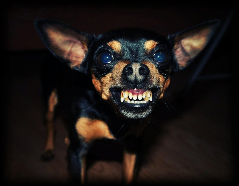 Терьер Ушастый