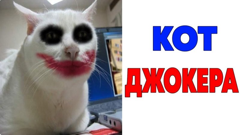 Кот Джокер Мем